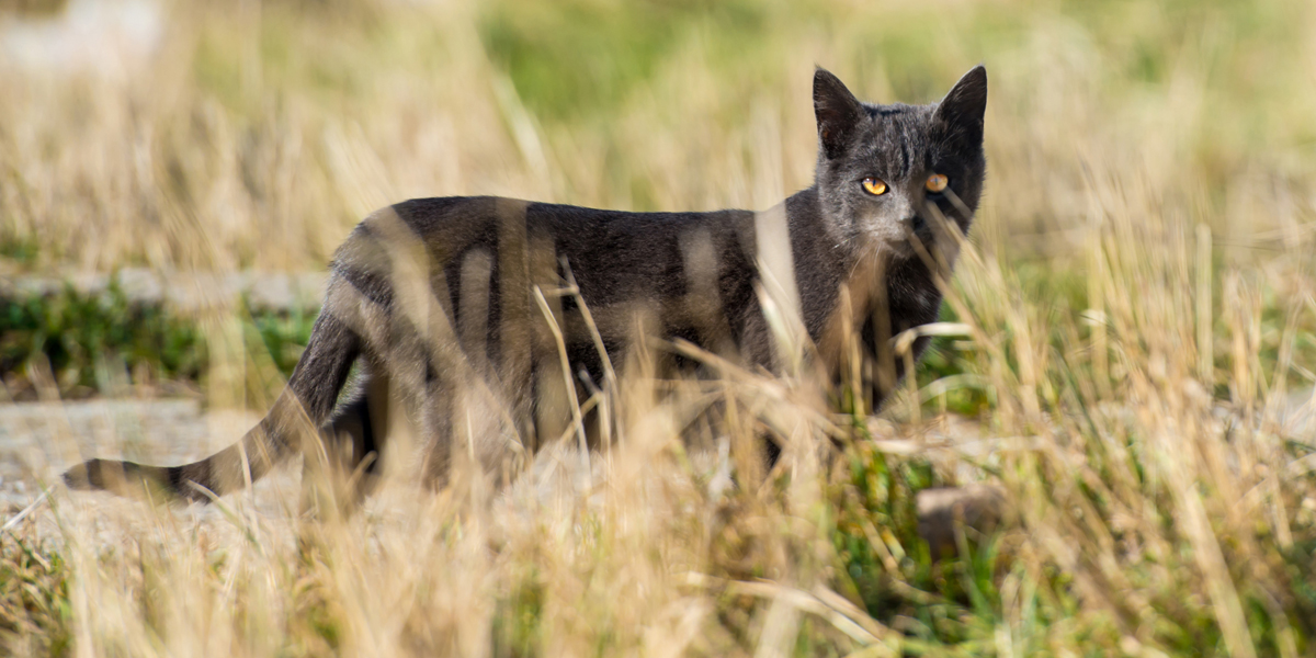 Katzenschutzverordnungen
