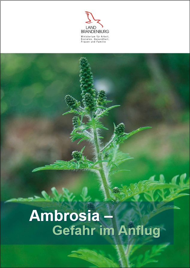 Bild vergrößern (Bild: Titel Faltblatt Ambrosia)